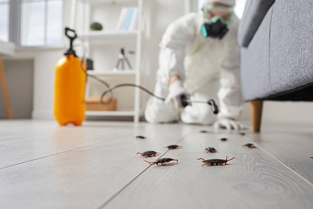 Commercial Rodent Management in Buckner